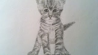 How to Draw a Realistic Cat  Drawing a Kitty Cat [upl. by Yecnahc104]