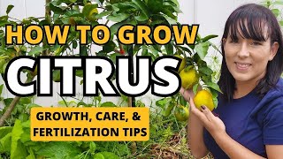 Citrus Grow Guide How to Grow Care amp Fertilize Citrus Trees fruit garden gardeningtips citrus [upl. by Gregoor]