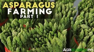 How to grow asparagus in the Philippines  Asparagus farming part 1 [upl. by Drais]