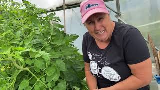 Pourquoi les feuilles de plants de tomates se replientelles Capsule horticole Marthe Laverdière [upl. by Ancell]