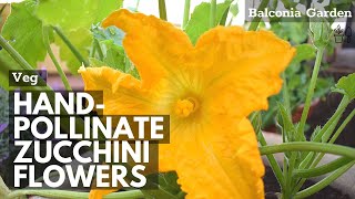 How to Hand Pollinate a Female Zucchini Flower in 5 Seconds [upl. by Oranneg407]