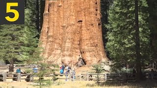 Top 5 BIGGEST Trees on Earth [upl. by Yablon884]