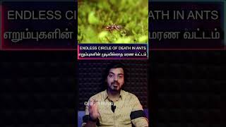 தமிழ்⭕ENDLESS Circle⭕ of ☠️DEATH⚠️in🐜ANTS🐜Mysteryஎறும்புகளின் முடிவில்லாத மரண வட்டம் [upl. by Rubetta]