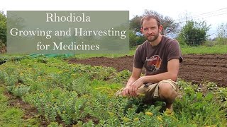 Rhodiola rosea growing by herbalist Ross Hennessy [upl. by Tut683]