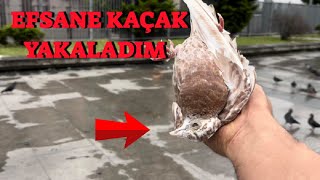 Yabani Güvercinler Arasında Kaçak Avı  Kırmızı Keşpir Posta Yakaladım [upl. by Bendick372]