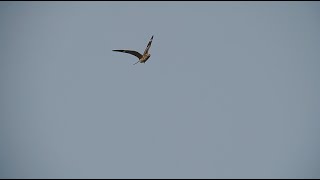 Common Nighthawks In Flight 8242024 HD [upl. by Lonne]