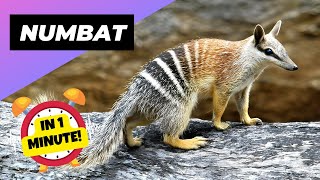 Numbat  In 1 Minute 🐿 One Of The Rarest Animals In The Wild  1 Minute Animals [upl. by Woothen785]