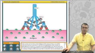 111 EL SISTEMA DE COMPLEMENTO Y SUS RECEPTORES [upl. by Drofniw]