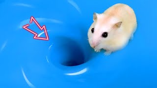 😱 Hamster Escape Maze Hamster vs Whirlpool  Hamster Cute pets Maze hamsterescape mazediytraps [upl. by Siloum586]