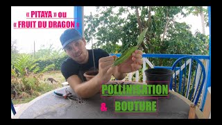 BOUTURE et POLLINISATION du pitaya [upl. by Herschel]