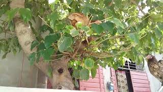 مرغی درخت پر کیسے چڑھتی ہے  Hen is climbing a tree [upl. by Marika]