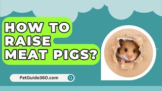 How To Raise Meat Pigs  PetGuide360com [upl. by Tadeas]