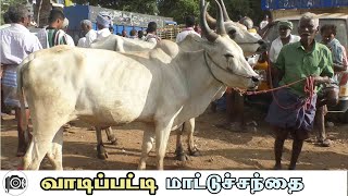 Vadipatti mattu santhai  வாடிப்பட்டி மாட்டு சந்தை [upl. by Nyladnar168]