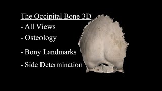 The Occipital Bone Anatomy 3D Parts Landmarks and Explanation [upl. by Ahsikrats]