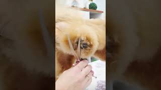 Cómo hacer el pie bonito y redondo con tijeras de peluquería canina a un caniche grooming dog [upl. by Noseaj217]