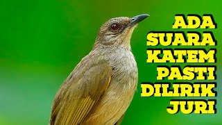 KAPAS TEMBAK GACOR DOR TEMBAKAN MEWAH SUARA JERNIH 100 COCOK MASTERAN KICAU JUARA [upl. by Samella]