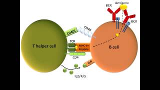 B Cell Activation and Class Switching Best Explanation [upl. by Eachern]