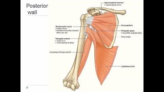 Structures that form the Posterior wall of the Axilla Armpit [upl. by Orelie412]