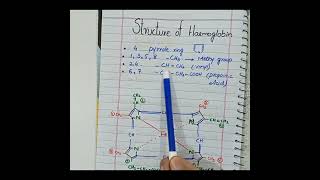 Structure of Haemoglobin🔥🔥shorts haemoglobin shortsfeed [upl. by Savage]