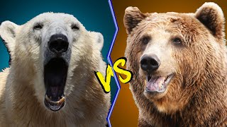 POLAR BEAR VS KODIAK BEAR Which Bear Wins [upl. by Bachman729]