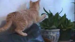 Cat eating plant solution ssscat [upl. by Wooster167]