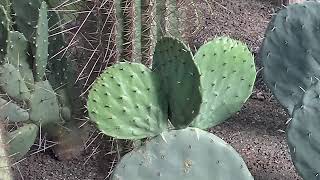 Opuntia robusta growing new paddles [upl. by Hammock]