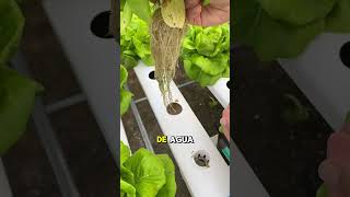 Aprende a cultivar con sistemas hidroponicos cultivarencasa plantas cultivohidroponico jardin [upl. by Altman]