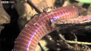 The Amazing World Of Earthworms In The UK  Springwatch  BBC Two [upl. by Olenolin]