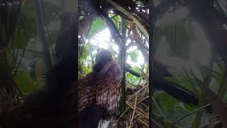 Greater coucal bird brings birds beautifulbird nature birdspecies birdtypes goose [upl. by Keynes]