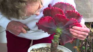 How to Behead and Propagate Ruffled Echeverias [upl. by Ellerrad]