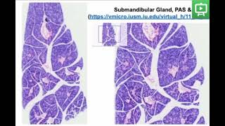 Salivary glandshistology practicalvirtual microscope [upl. by Eelanaj224]