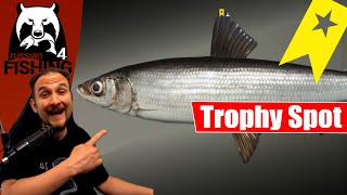 Russian Fishing 4  Ladogasee  Trophy Spot Zwergmaränen Renken [upl. by Jordan578]