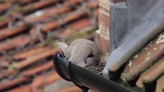 Collared doves with very young fledglings nesting in the guttering [upl. by Ardekahs]