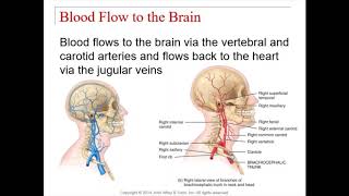 Chapter 14  Brain and Cranial Nerves [upl. by Cuhp]