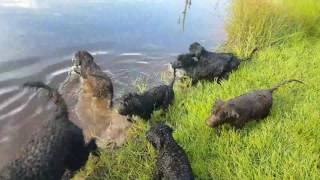 Exercising 12 week old Portuguese Water Dog pups [upl. by Ilamad]