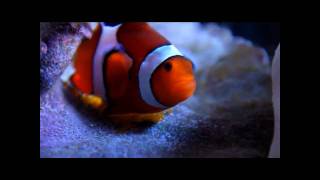 Percula clown fish spawning and laying eggs [upl. by Becker]