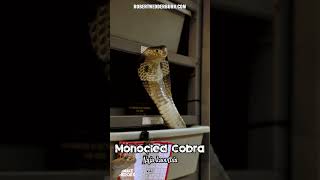 Monocled Cobra Striking 🐍  Incredible Venomous Snake [upl. by Lleraj93]