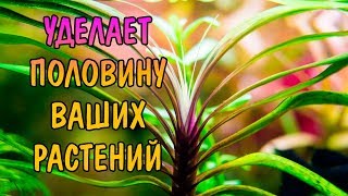 ЭЙХОРНИЯ ЛАЗОРЕВАЯ  Eichhornia azurea [upl. by Coniah]