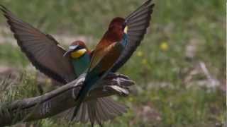 les oiseaux du lac kerkini [upl. by Naujahs812]