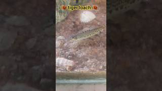 🇱🇰 Tiger Loach 🇱🇰 fish fishlover viral srilankafish fishtank lakefish fishlife animals [upl. by Othilia]