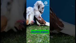 Jacobin pigeon [upl. by Elton]