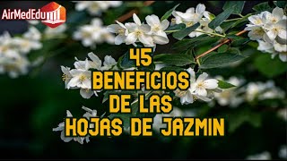 45 Beneficios de las Hojas de Jazmin [upl. by Felty959]