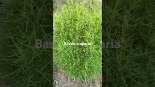 Bassia scoparia nature landscapingplants ornamentalplants beautifulflowersintheworld [upl. by Edik]