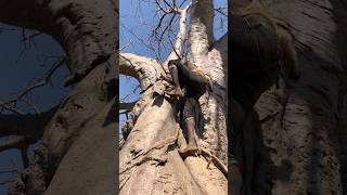 Hadzabe Tribe Climbing the Mighty Baobab Tree A Glimpse into Tradition HadzabeTribe BaobabTree [upl. by Ursa]