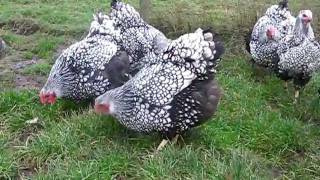 SILVER LACED WYANDOTTE LARGE FOWL FROM CHESHIRE POULTRY [upl. by Chari214]