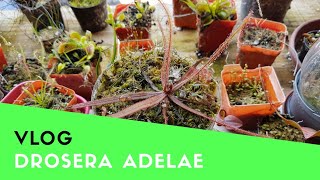 Vlog Drosera Adelae [upl. by Hazlip]