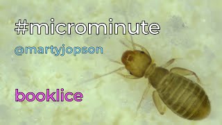 microminute 33 booklice [upl. by Corron690]