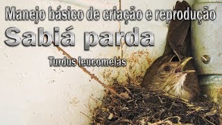 Manejo Básico para criação e reprodução de Sabiá parda Turdus leucomelas  em cativeiro [upl. by Nivag]