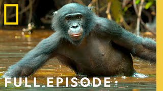 Rainforest Queens Bonobo Survival Full Episode  Queens [upl. by Eirrod]