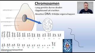 Biodam thema 1 cellen chromosomen [upl. by Michail]